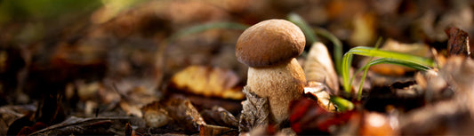 mushroom