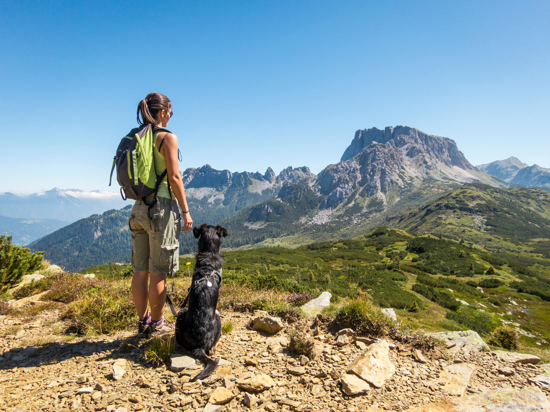 5 Tips for Hiking with Dogs for the Summer | Alchemypet