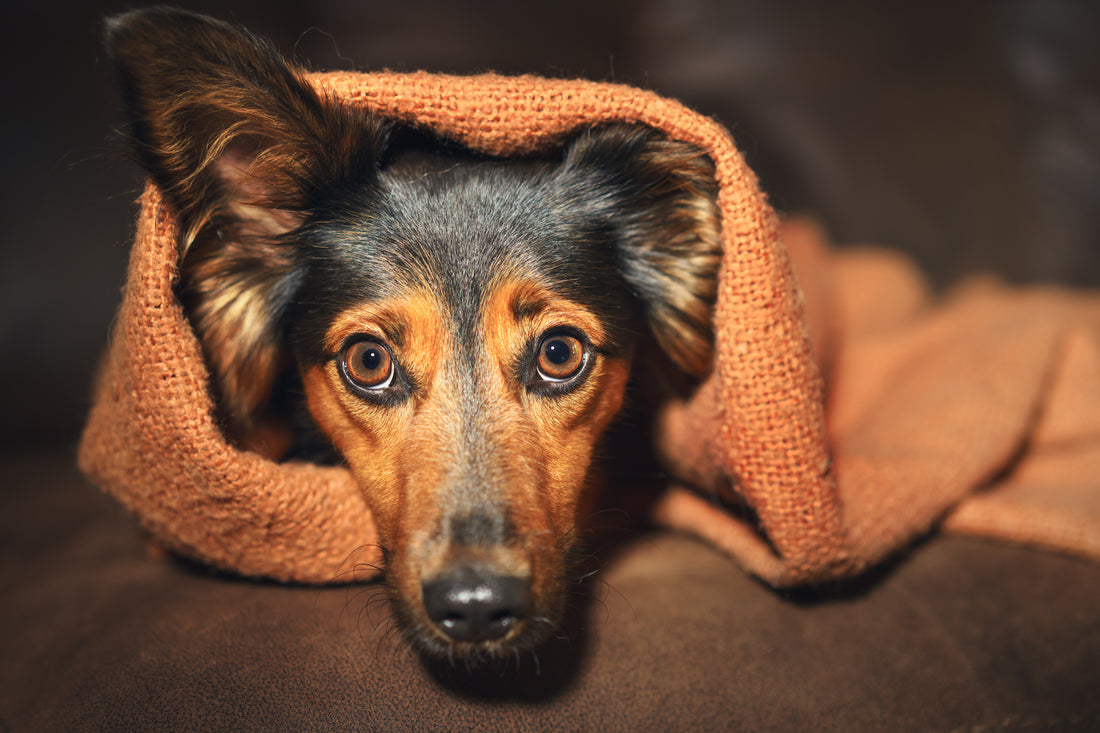 dog wrapped in blanket