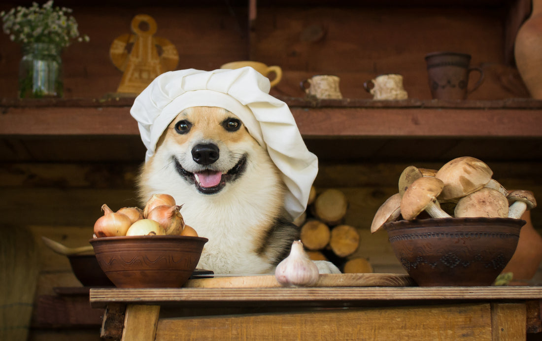 a dog cooking