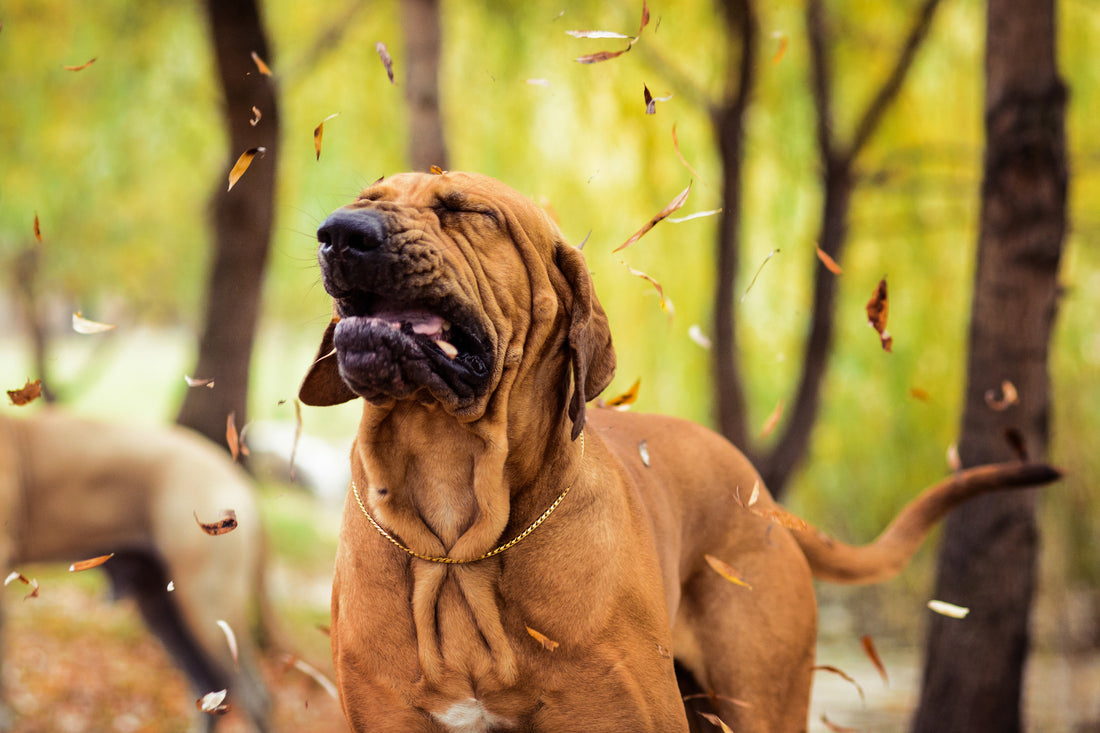 How to Help Pets Ride Out Pollen Season