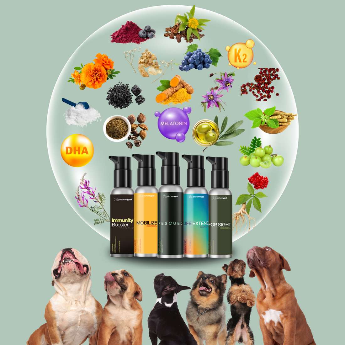 Unleash the Science of Wellbeing with AlchemyPet ✨