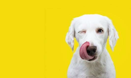 a dog licking their nose