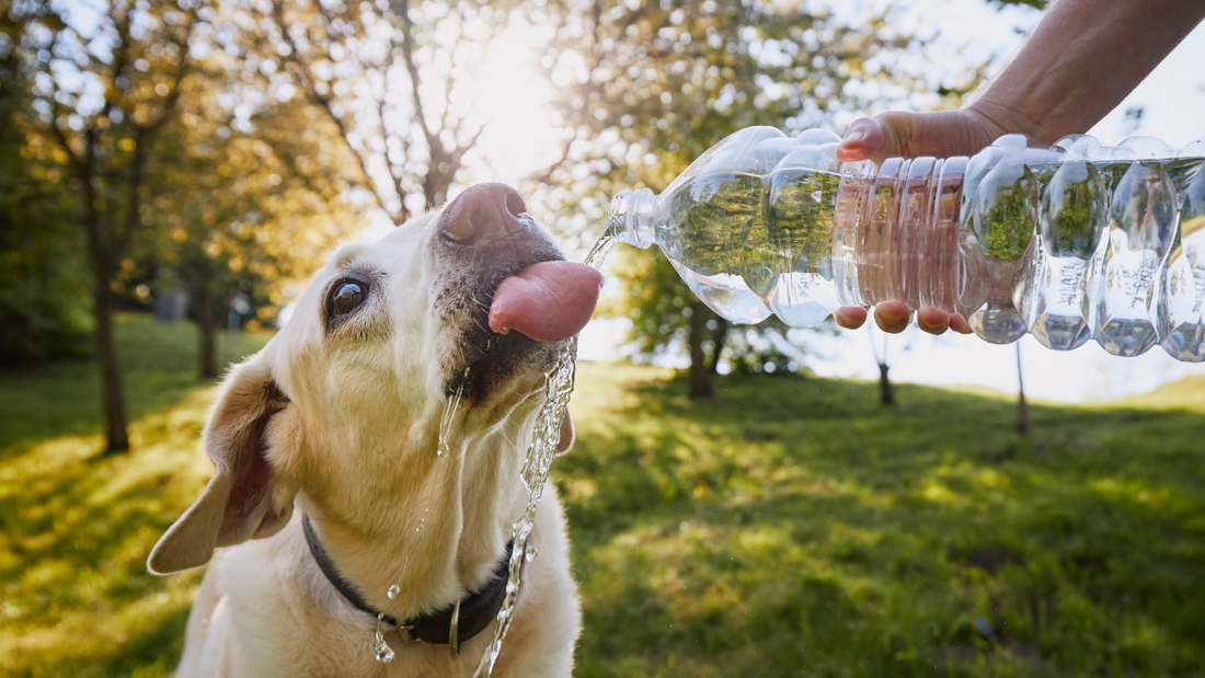 National Pet Hydration Awareness Month: Tips for Keeping Your Furry Friend Hydrated