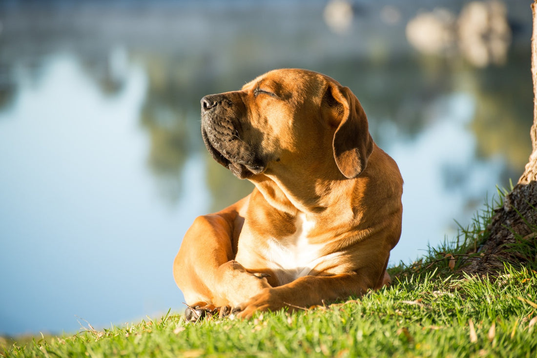 a dog enjoying the sunlight