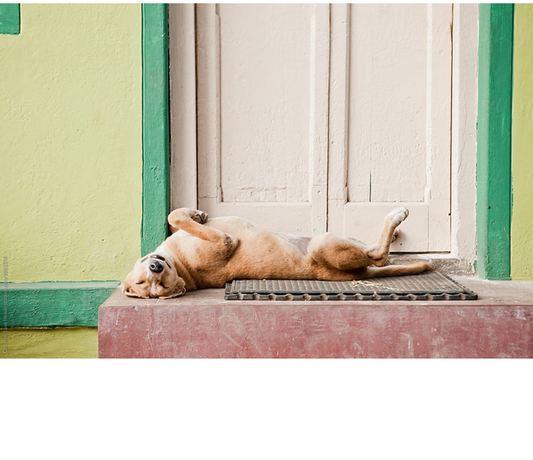 a dog sleeping in the carpet